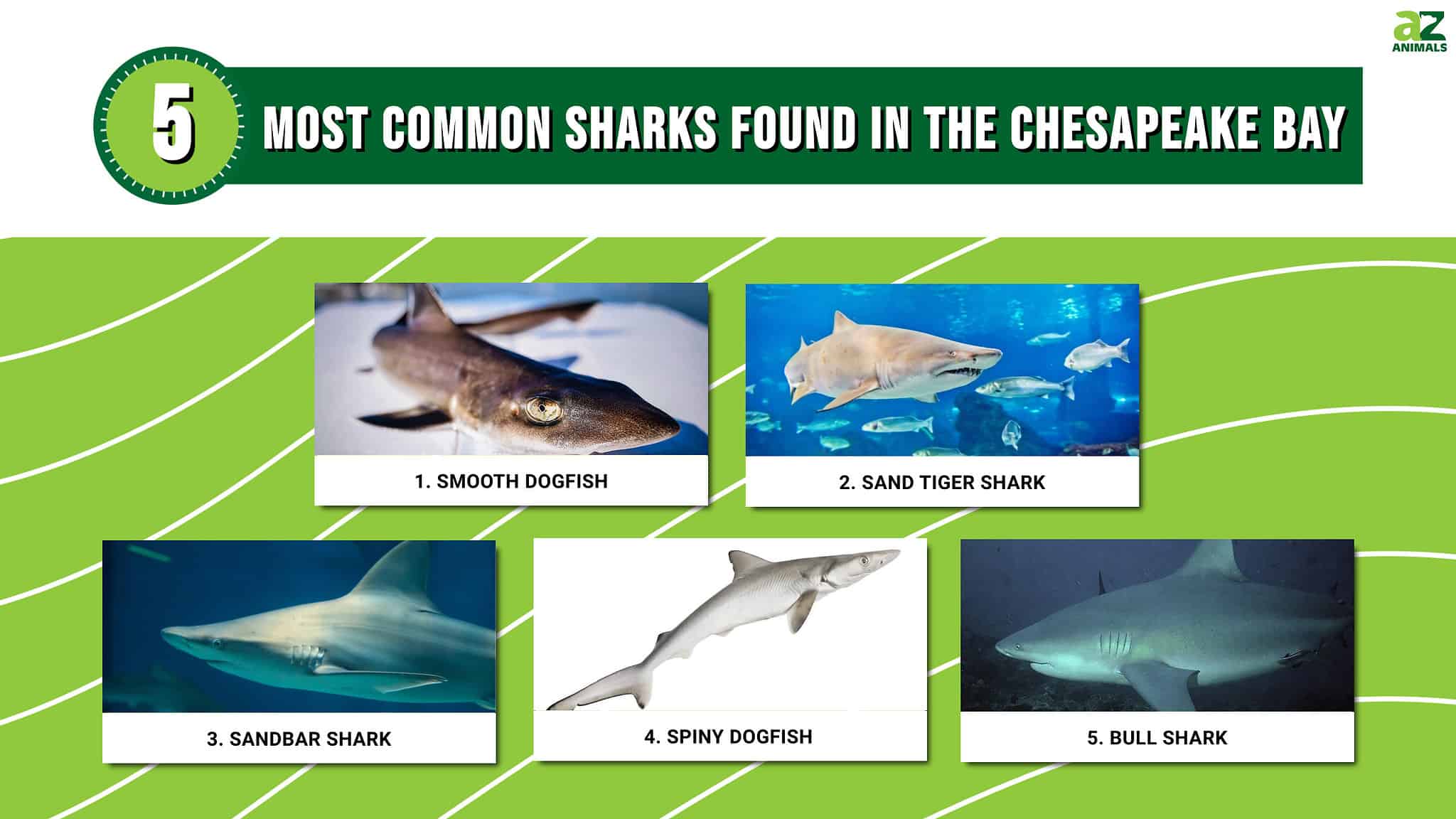 Discover The Five Most Common Sharks Found In The Chesapeake Bay! - A-Z ...