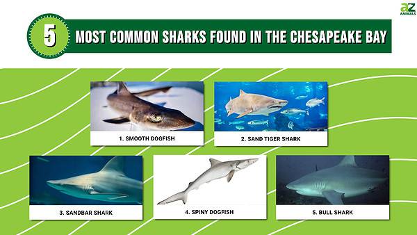 Discover The Five Most Common Sharks Found In The Chesapeake Bay! - A-Z ...