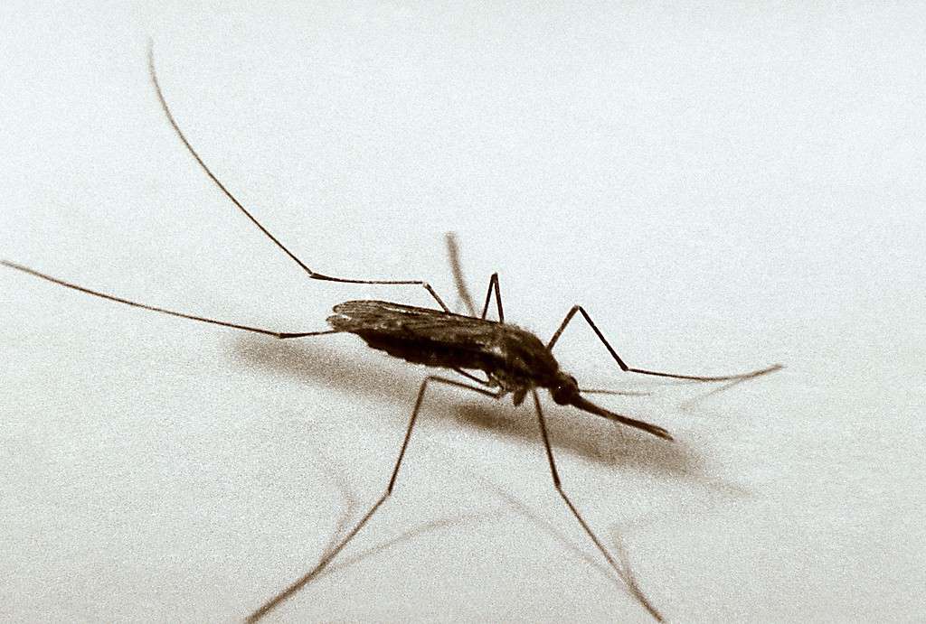 Common malaria mosquitoes isolated on a white background. 