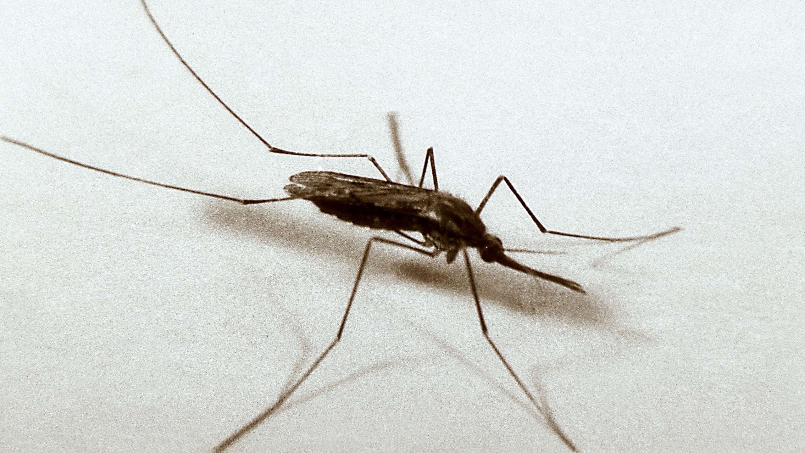 Common malaria mosquitoes