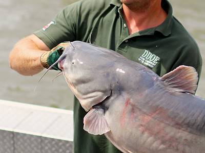 A The Largest Blue Catfish Ever Caught in Louisiana Weighed as Much as a Baby Hippo