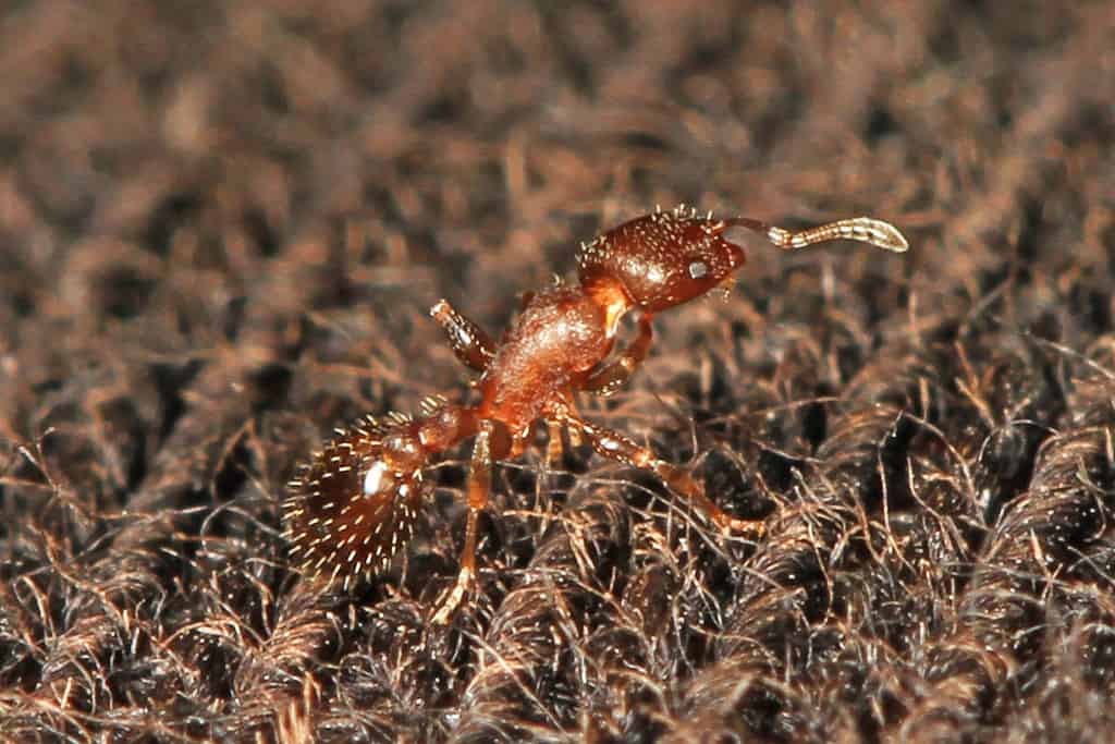 acorn ant