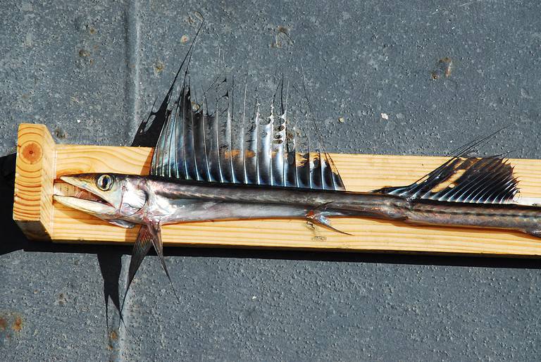Lancetfish are prehistoric-looking fish that live in depths over 6,500 feet.