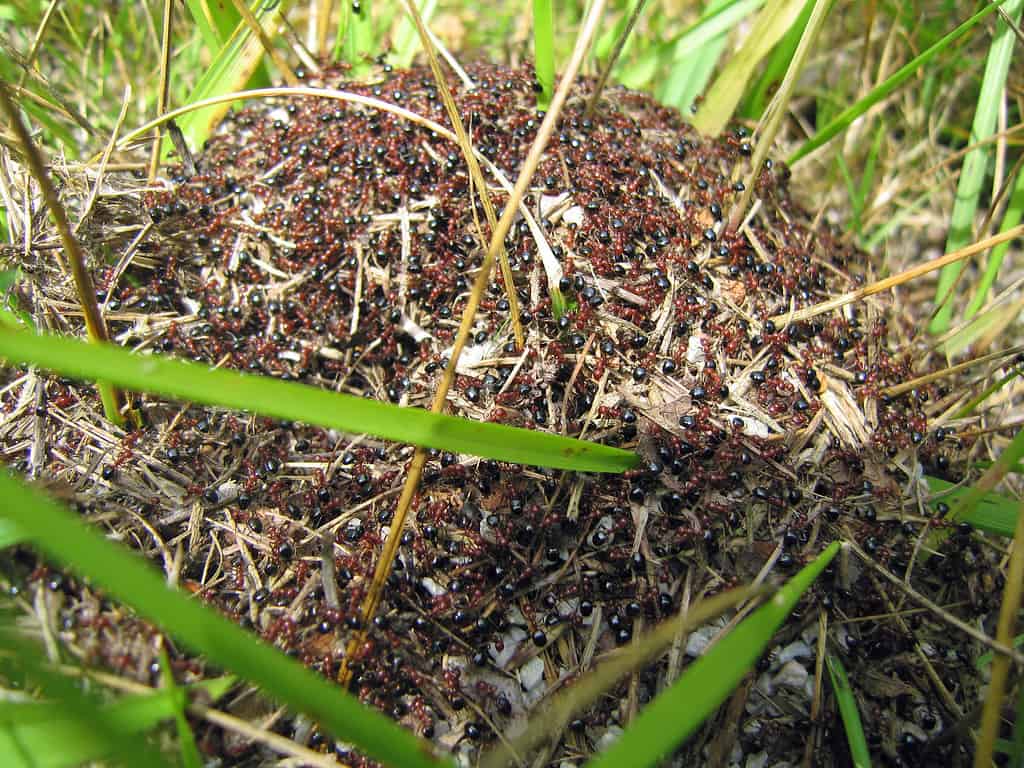 Allegheny Mound Ants