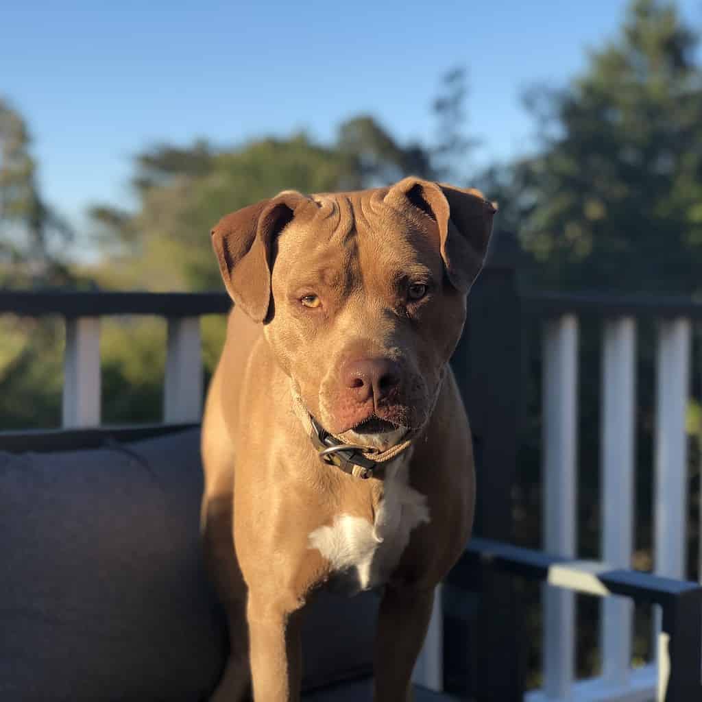 Colby Pit Bull