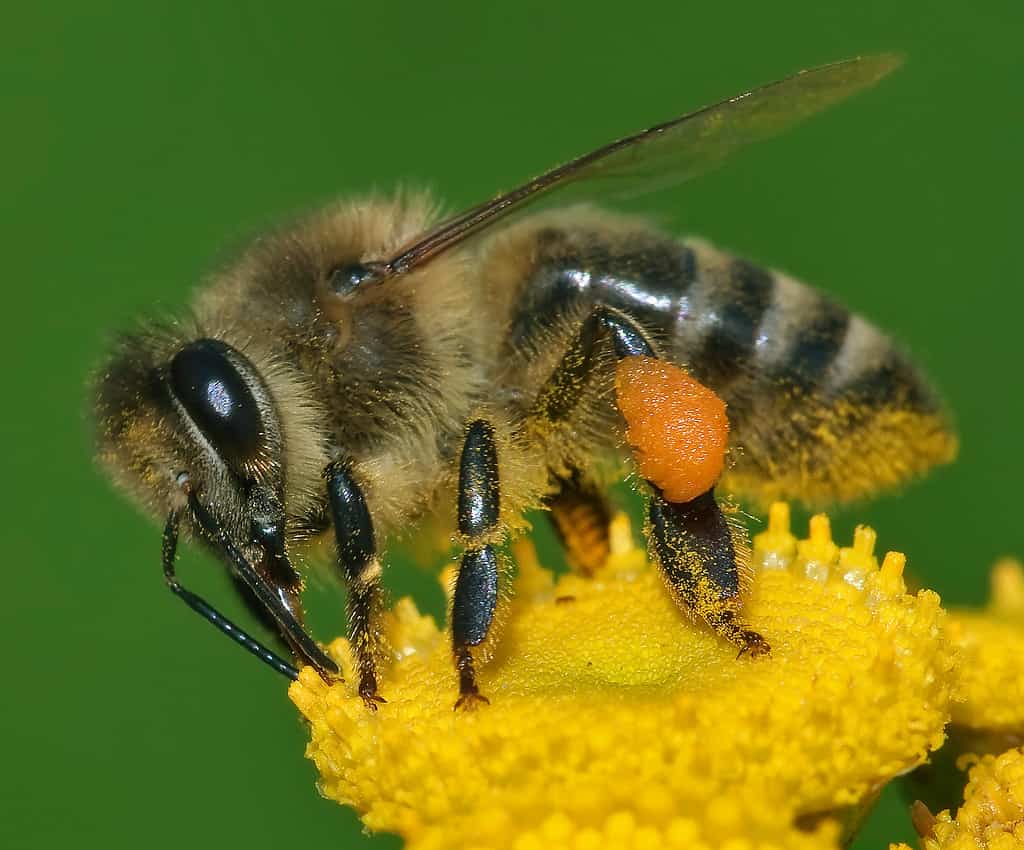 European Honey Bee, also called the Western Honey Bee