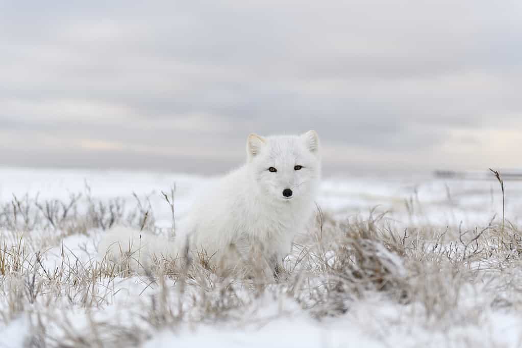 White arctic fox standing in the snow.