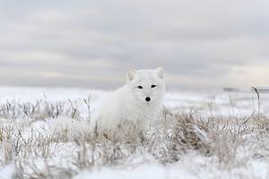 Arctic Fox Location: Where Do Arctic Foxes Live? Picture
