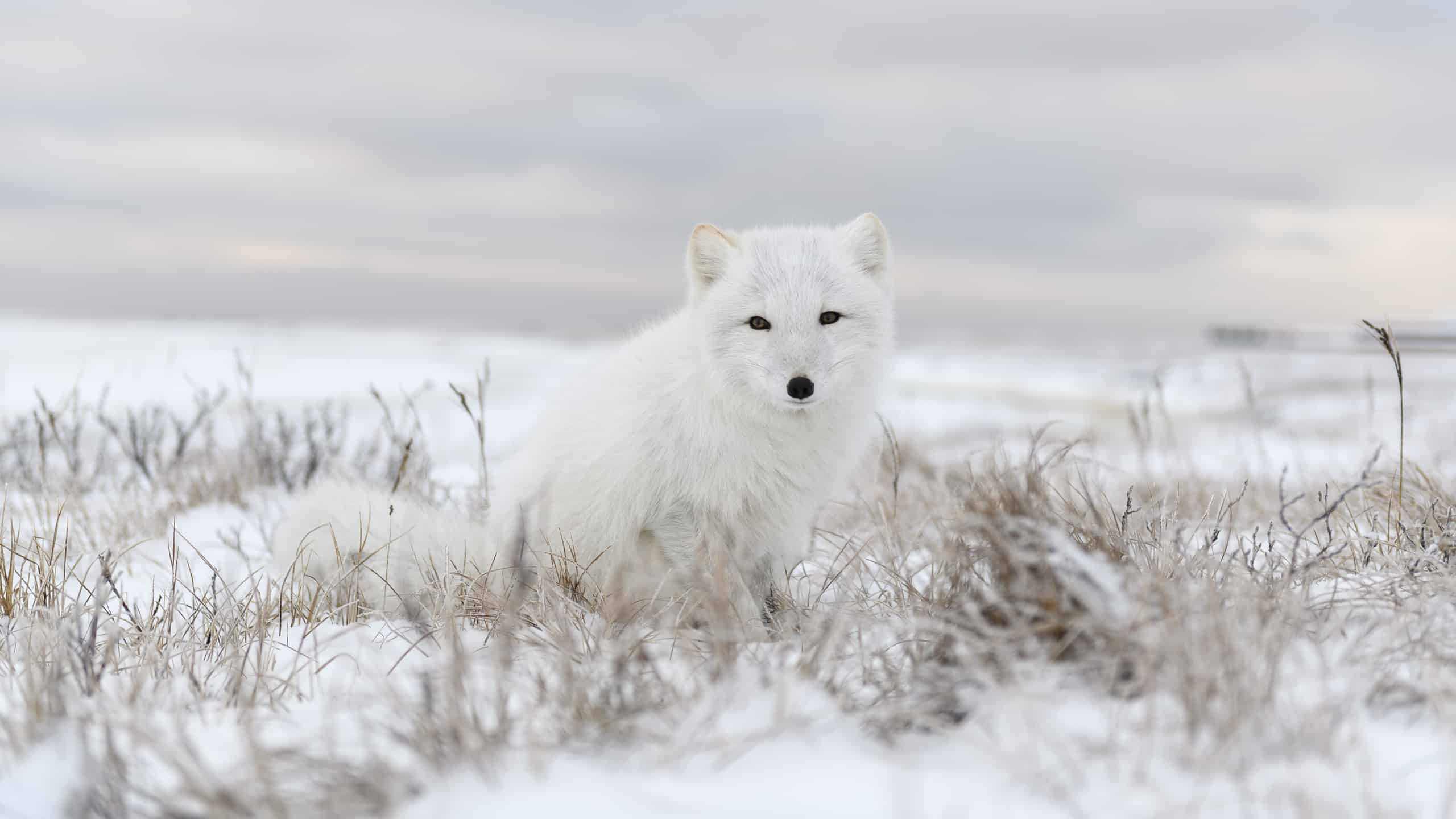 Arctic Fox Pictures - AZ Animals