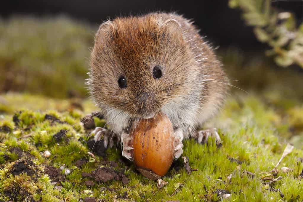 A small brown rodent, the vole, eating a nut on a forest floor.