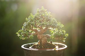 The Most Expensive Bonsai Tree Ever Sold Probably Cost More than Your House Picture