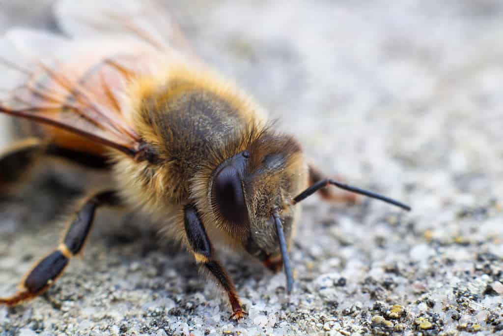 A bee resting on the ground with its wings spread.