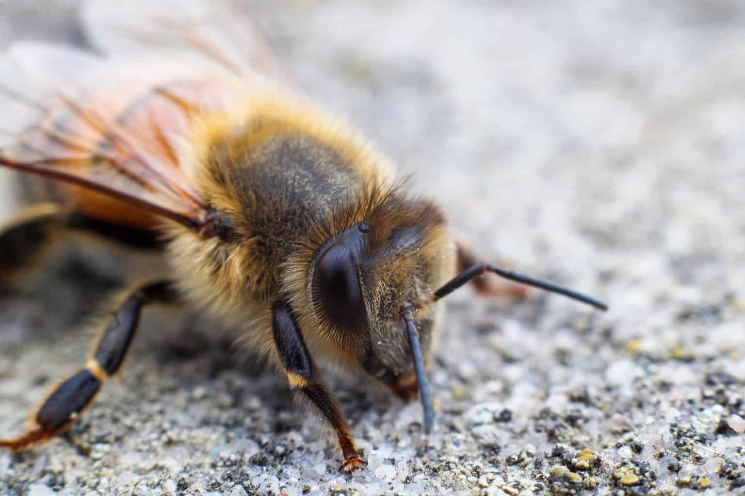 Wall Less Bee How to Instantly Get Rid of Bees in a Wall - AZ Animals