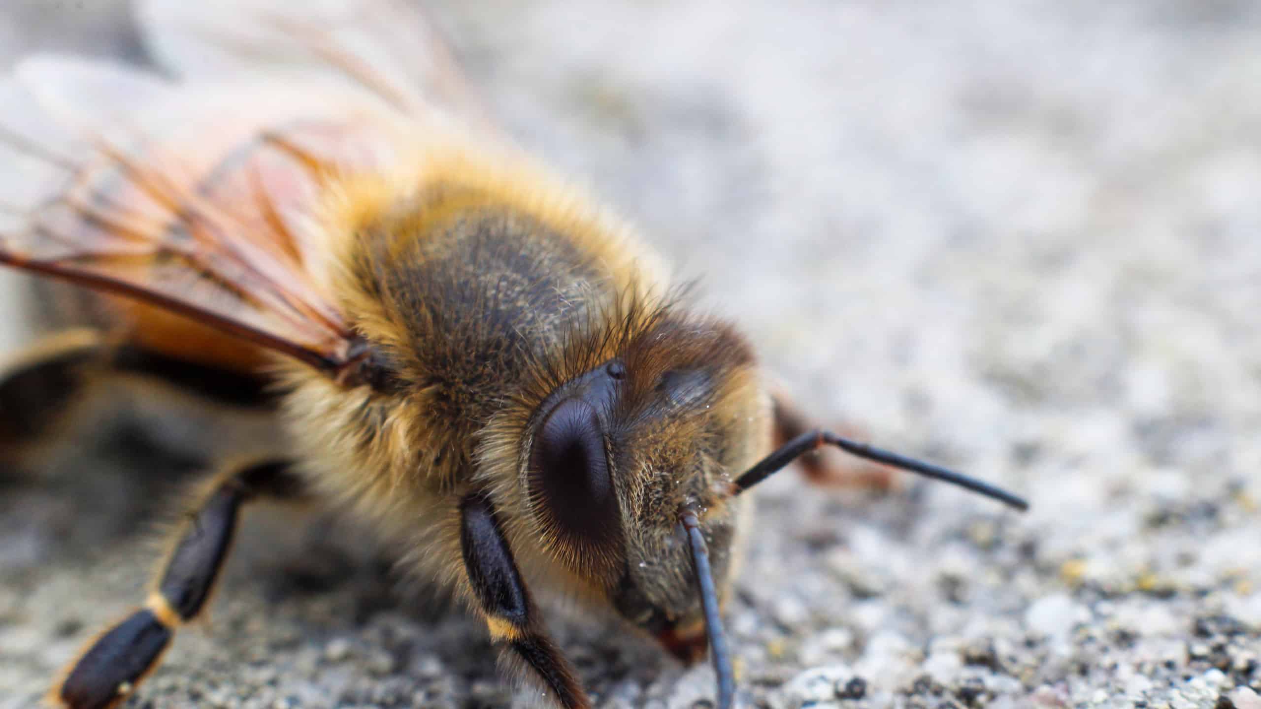 A bee resting on the ground with its wings spread.