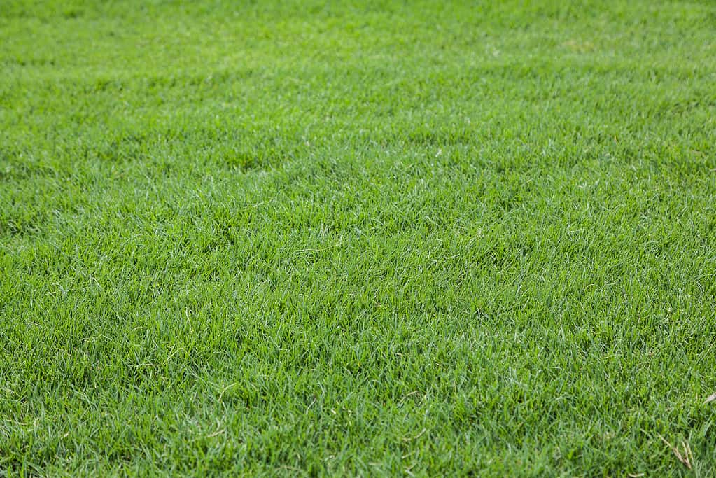 A close-up image of Bermuda grass.