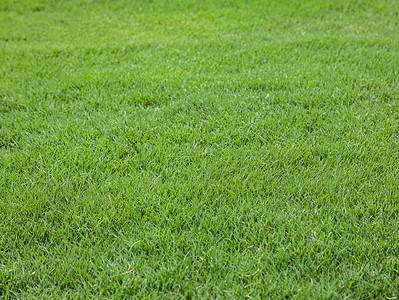 A Bermuda Grass vs. Fescue: 14 Key Differences