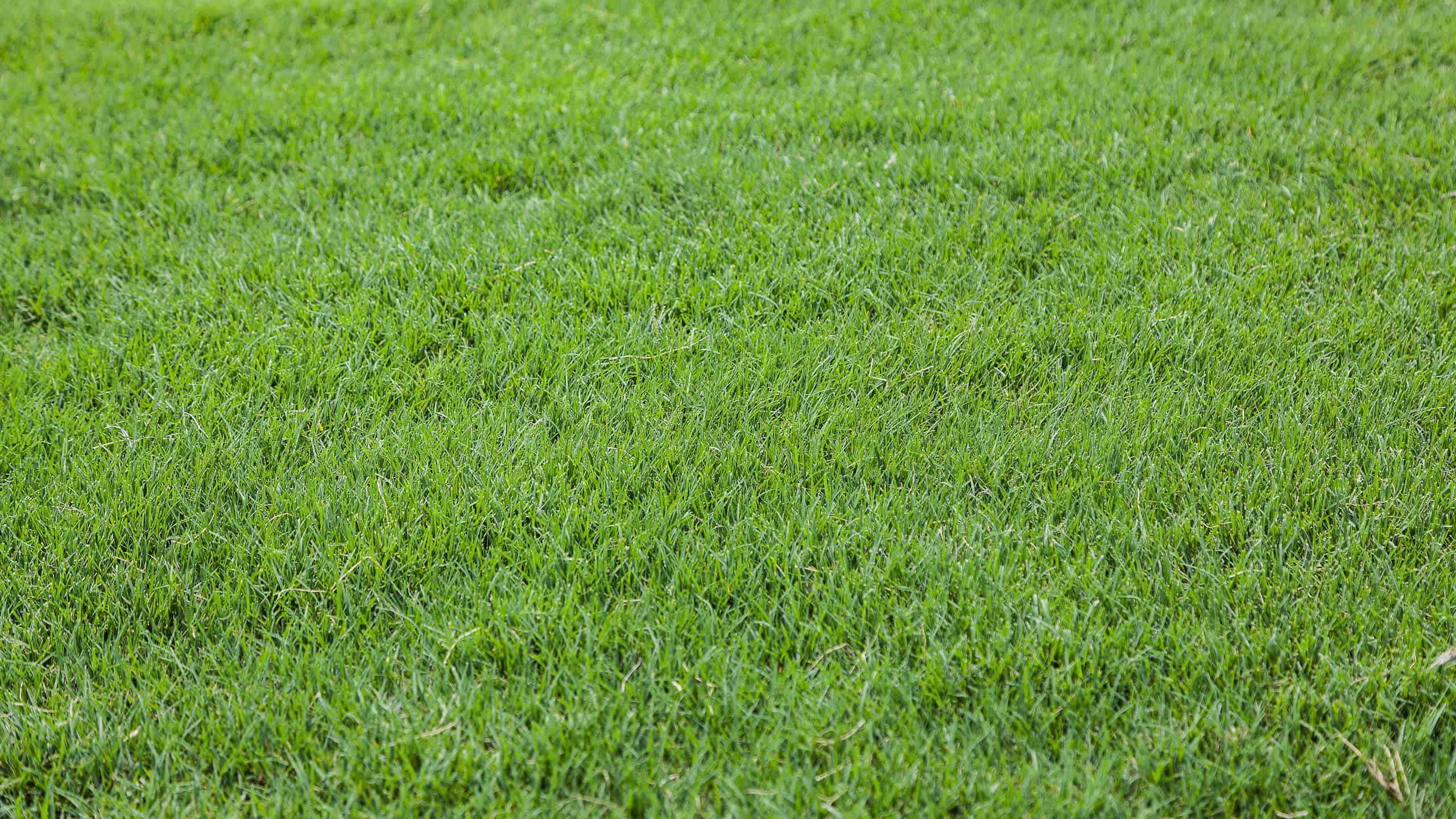 A close-up image of Bermuda grass.