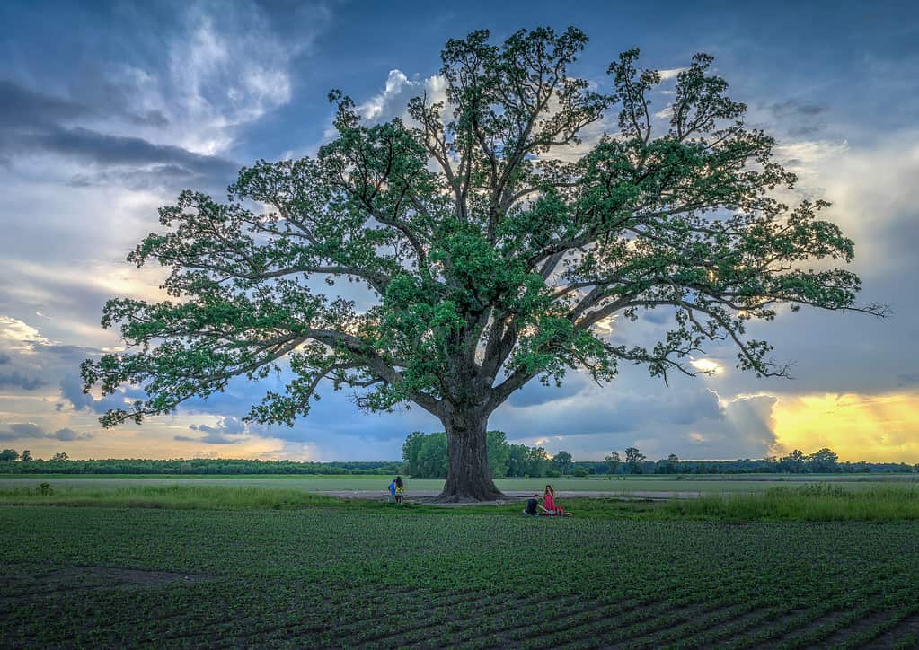The Big Tree in Boone County, Missouri in springtime being enjoyed by picnickers