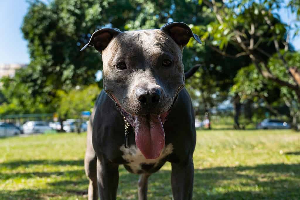 Blue nose Pit bull dog