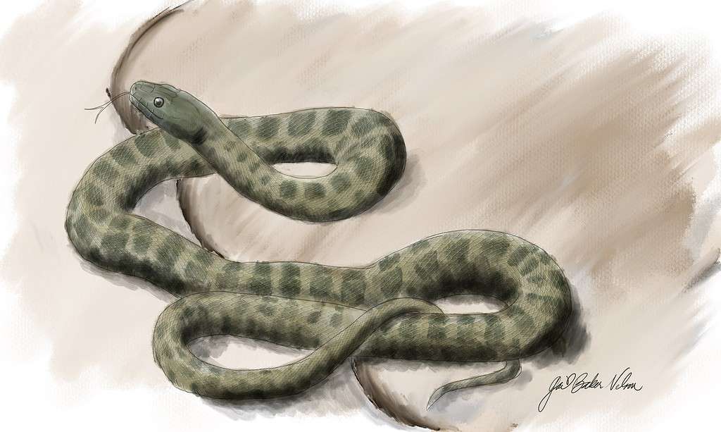 Harter’s watersnake