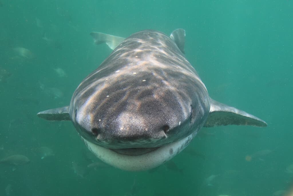 A sevengill shark swimming off the coast of South Africa.