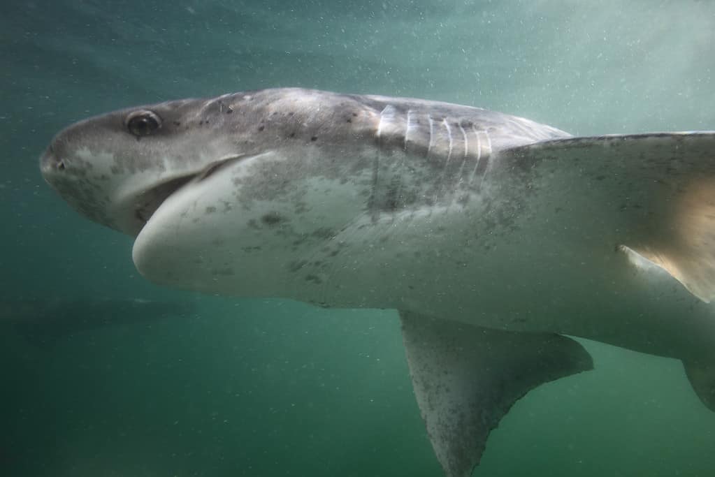 Broadnose sevengill shark swimming in its natural habitat.