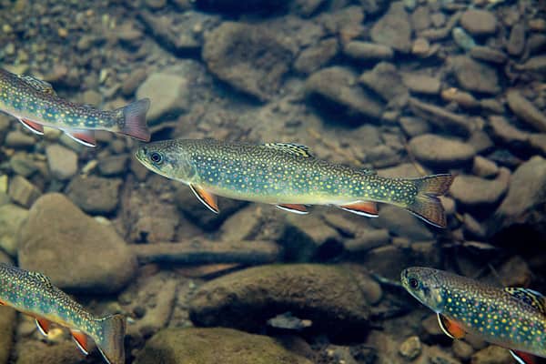 Brook trout require clean, cold water to thrive.