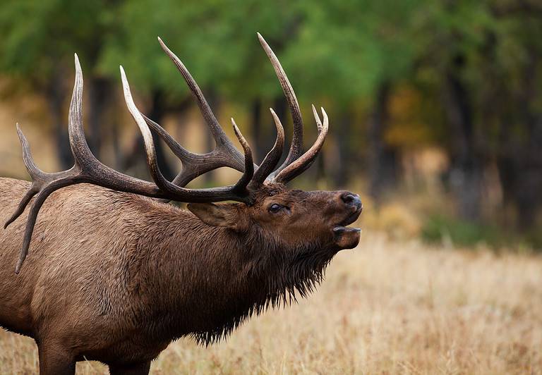 A majestic elk standing in the middle of a grassy meadow.