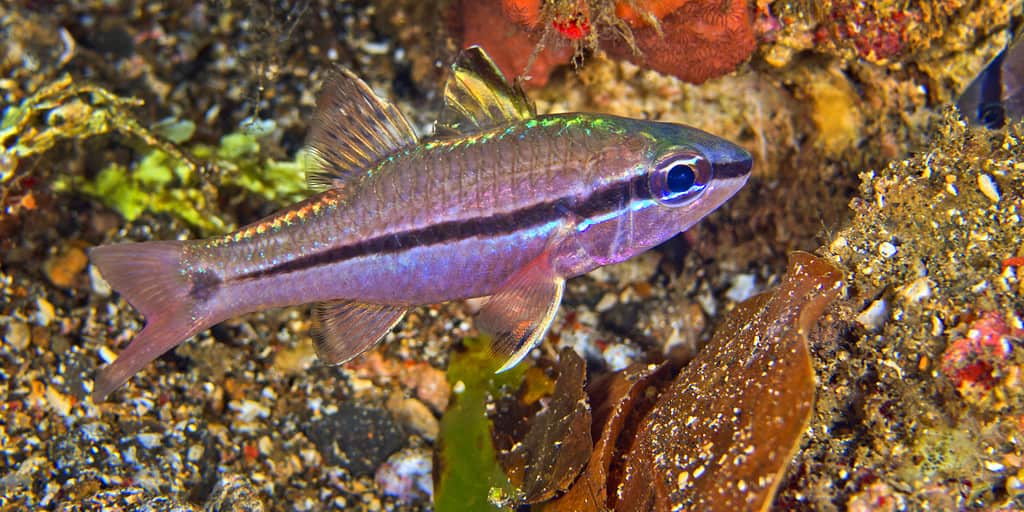 A close-up photo of a Celebes Rainbow Fish, with its vibrant red and blue stripes.