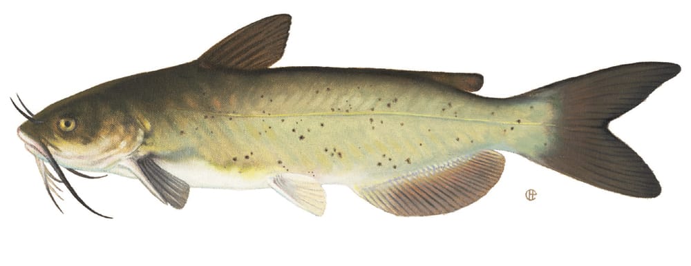 Channel catfish illustration. Image was prepared by Ellen Edmonson and Hugh Chrisp as part of the 1927-1940 New York Biological Survey conducted by the Conservation Department (the predecessor to today's New York State Department of Environmental Conservation). Permission for their use is granted by the New York State Department of Environmental Conservation.