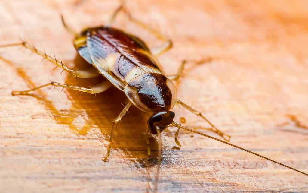 A brown cockroach on a brown wooden background.