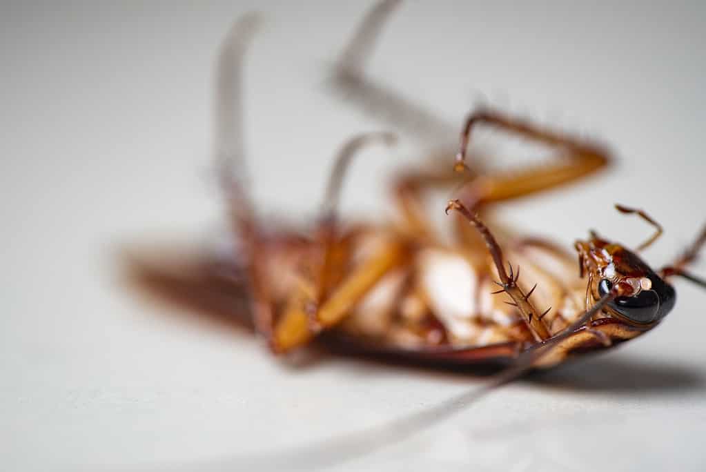A close-up of a cockroach on a white background.