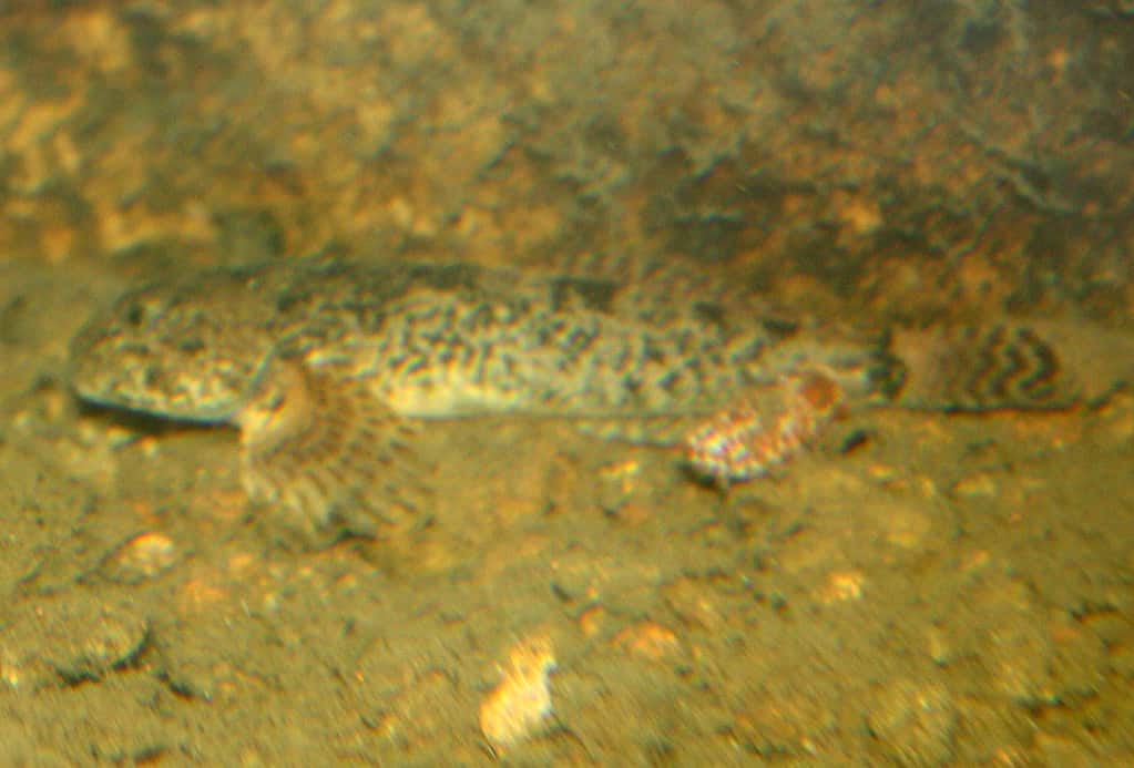 Paiute Sculpinmin murky water.