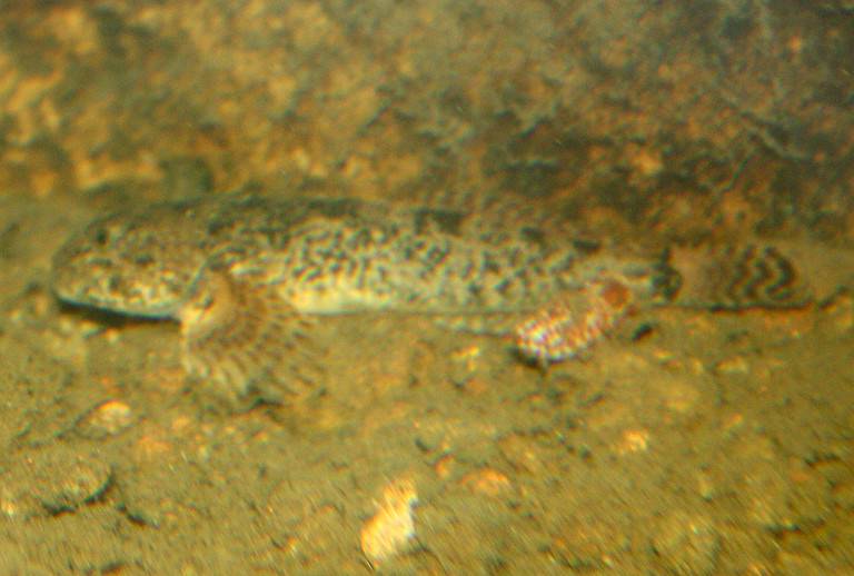 The Fish That Make the Snake River One of America’s Great Waterways - A ...