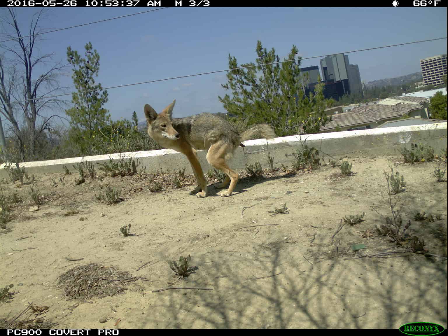 Coyote Poop Vs Dog Poop How To Tell The Difference AZ Animals   Coyote Poops 33040738995 1536x1152 