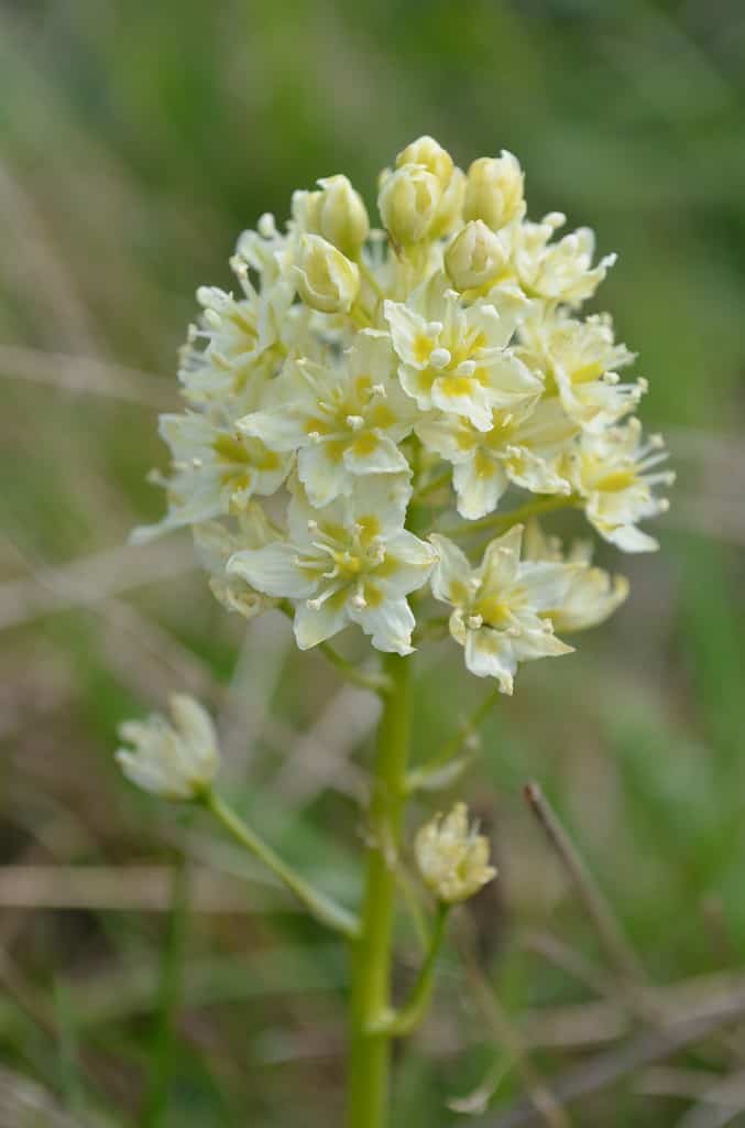 Death camas plant 