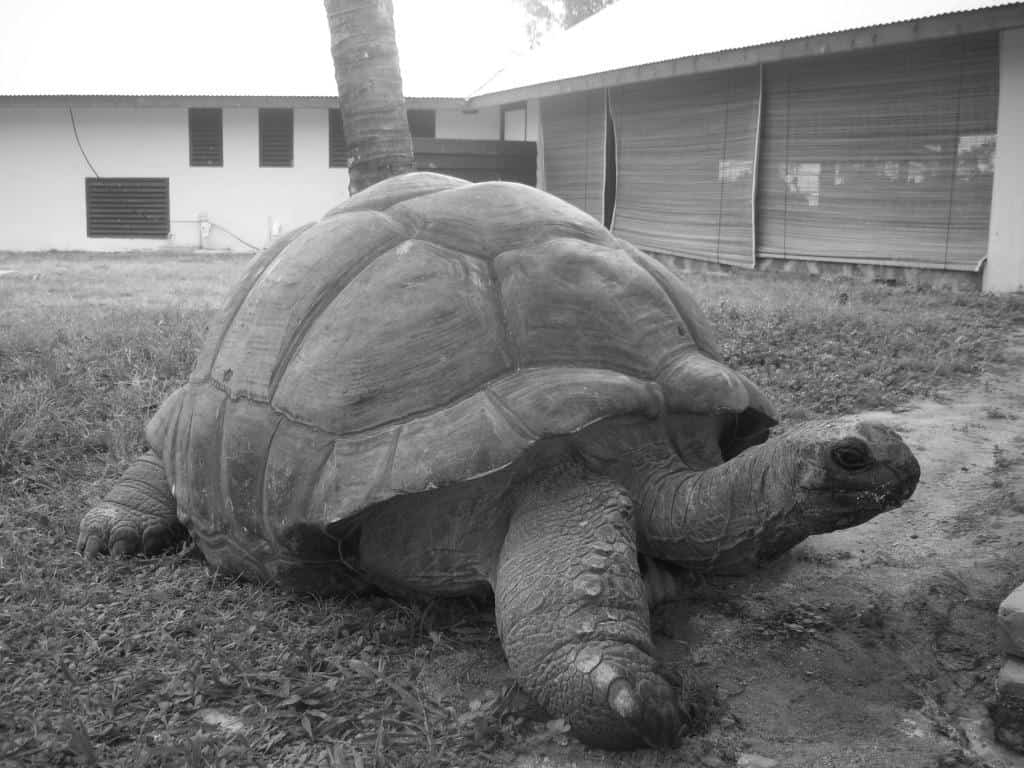Esmeralda the Aldabra Giant Tortoise