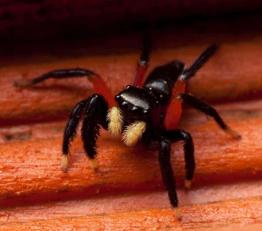 Photo of a jumping spider.