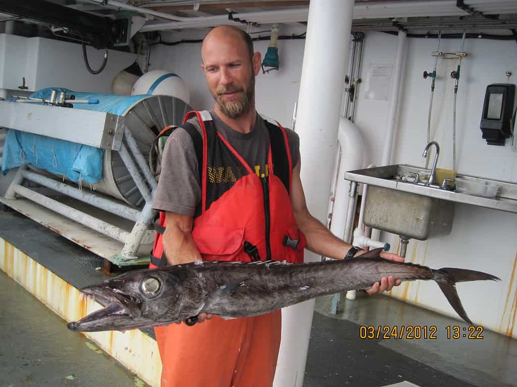 Holding a large lancetfish.