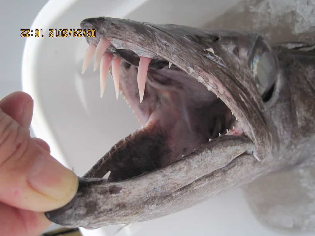 Formidable teeth of a large lancetfish.