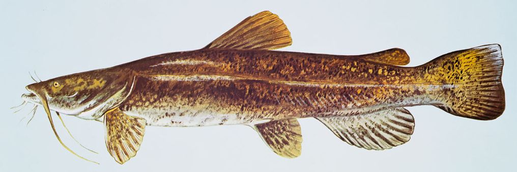 Flathead catfish
