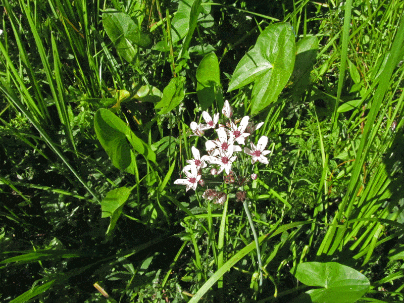 Flowerig Rush Butomus umbellatus is an invasive species.