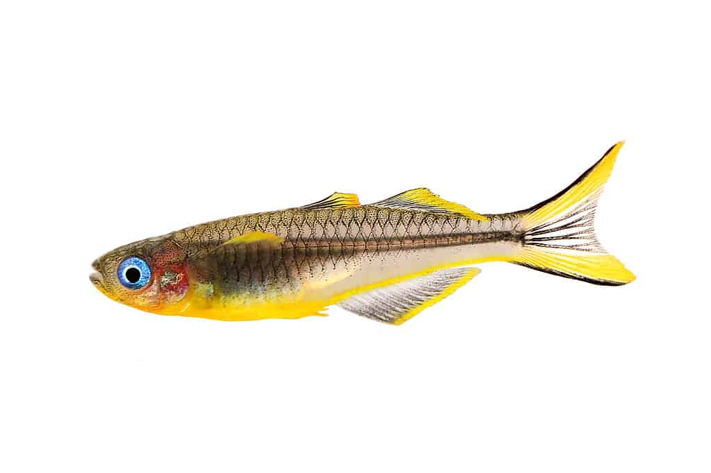 This colorful fish is the Forktail Blue-Eye Rainbow Pseudomugil furcatus - a type of tropical aquarium fish known for its bright colors and playful personality. 