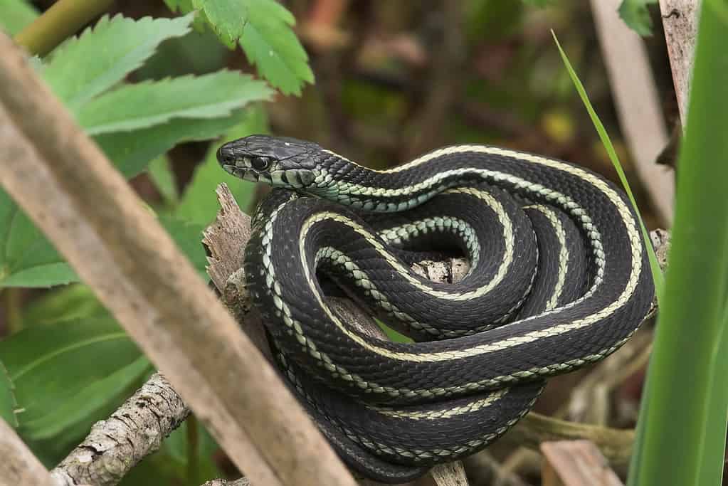 Garter snakes are small and slender with yellow and black stripes along its body. They are found in North America and commonly seen near rivers, lakes, and ponds.