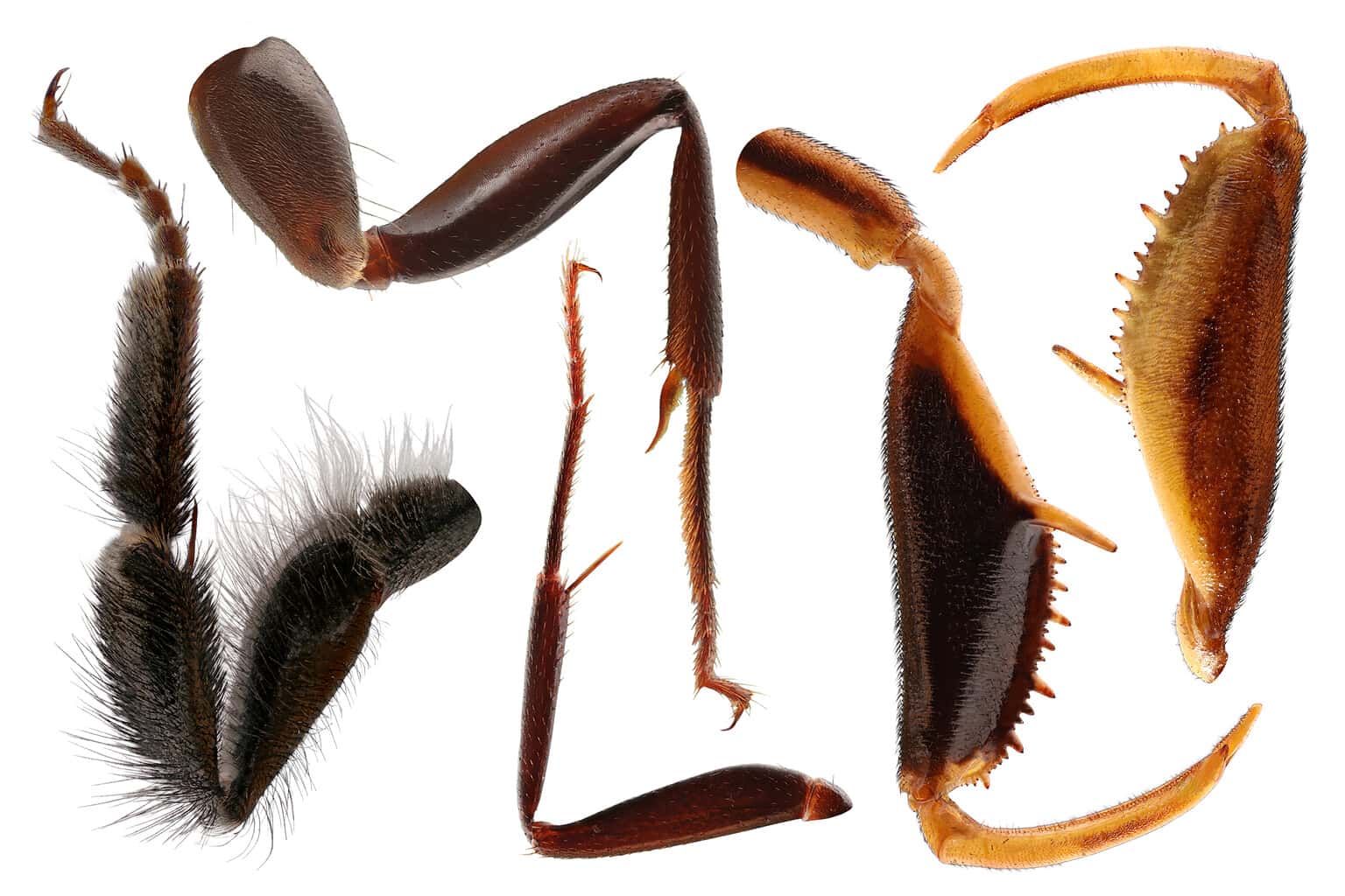 How Many Legs Do Ants Have? 10 Interesting Facts About Ant Legs AZ Animals