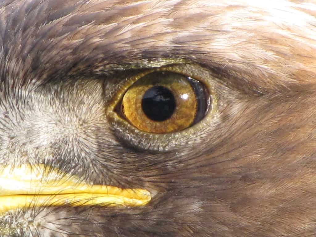 Close-up of a golden eagle's eye.