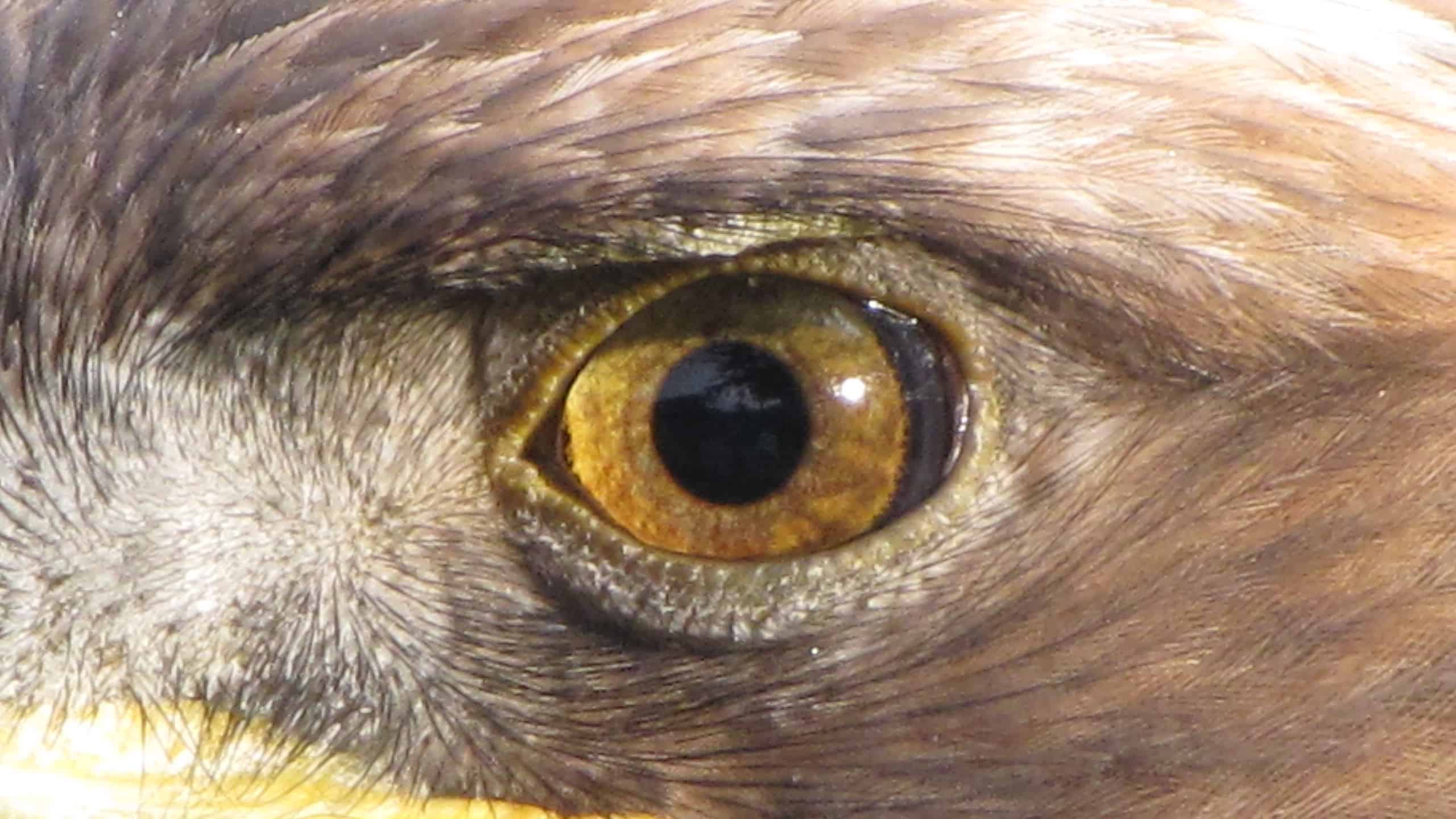 Close-up of a golden eagle's eye.
