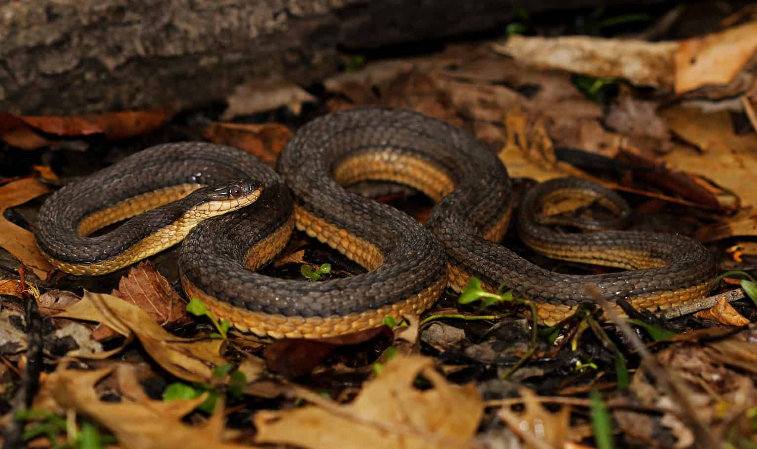 Discover The 6 Snakes Slithering Around The Illinois River - A-z Animals