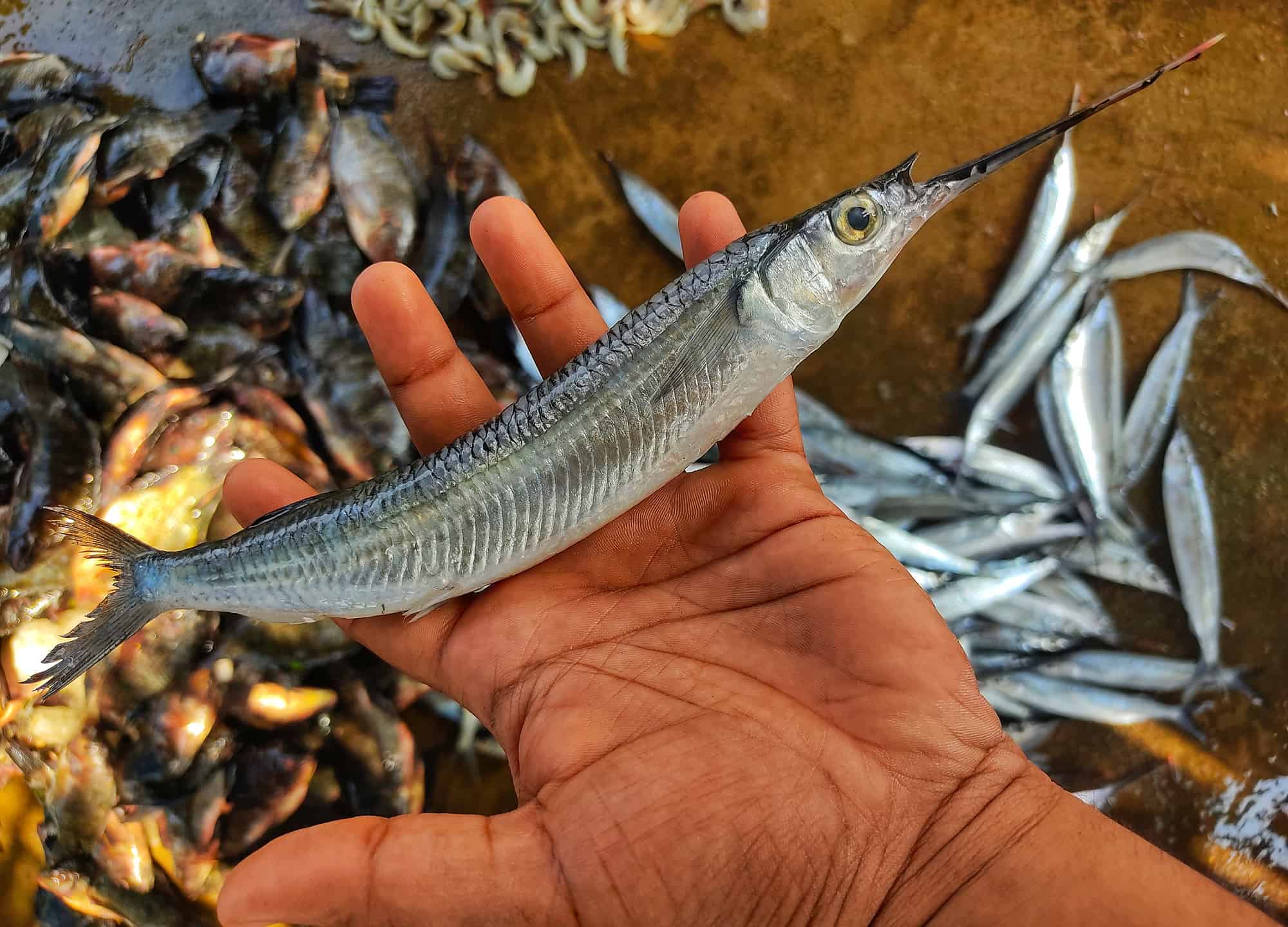 Halfbeak