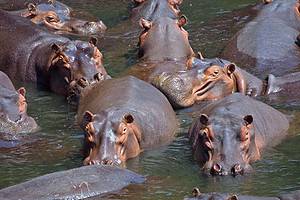 What Is a Group of Hippos Called? Picture